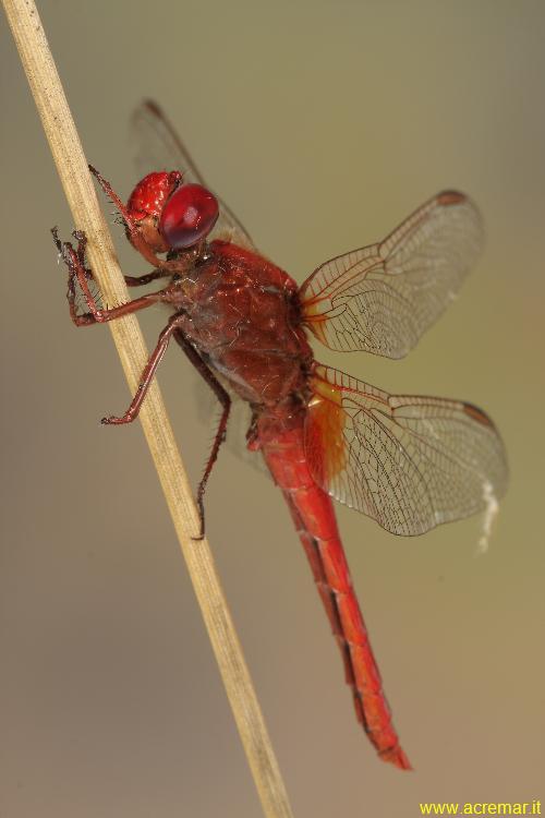 Crocothemis erythraea (maschio)